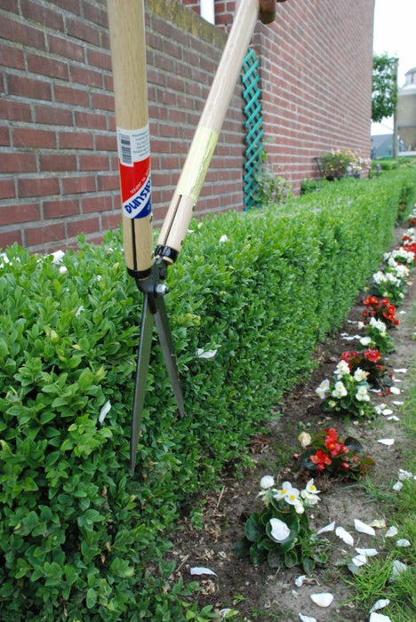 Okatsune Hedge Shears Type 60 Precision Garden Pruning Tool