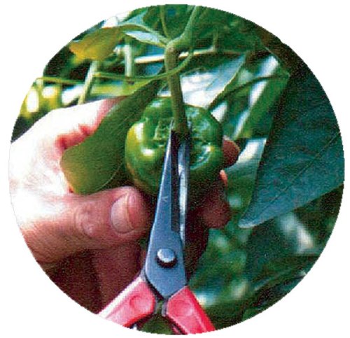 Chikamasa T-550 Bud Cutting Scissors-Kiichin - The #1 Place for Japanese Goods in Your Hand!