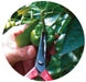 Chikamasa T-550 Bud Cutting Scissors-Kiichin - The #1 Place for Japanese Goods in Your Hand!