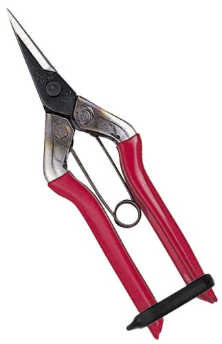 Chikamasa T-501 Fruit Thinning Shears-Kiichin - The #1 Place for Japanese Goods in Your Hand!