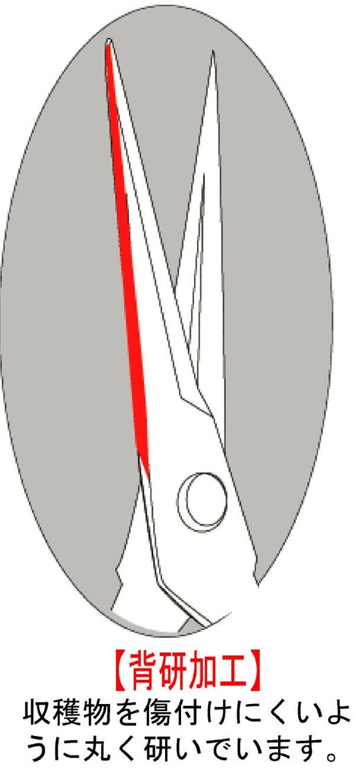Chikamasa T-500 Fruit Thinning Shears-Kiichin - The #1 Place for Japanese Goods in Your Hand!